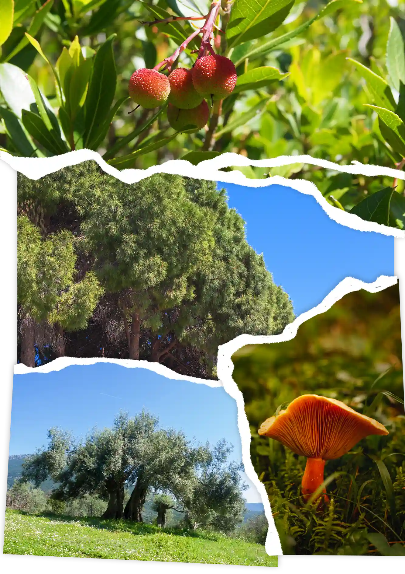 Loutraki Fire Τα Γεράνεια Όρη